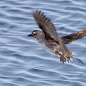 Cassin's Auklet